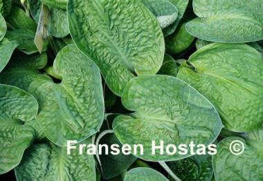 Hosta Black Hills