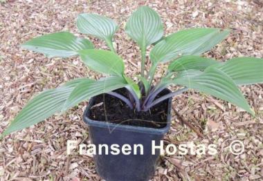 Hosta Black Light
