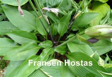 Hosta Black Light