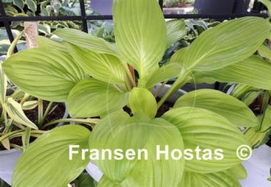 Hosta Blackfoot