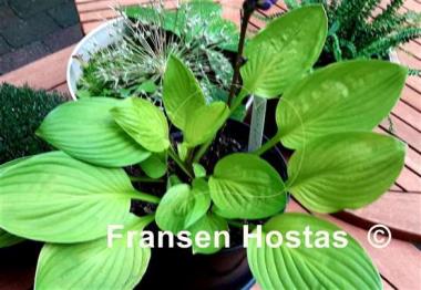 Hosta Blackfoot