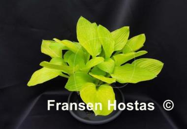 Hosta Blackfoot