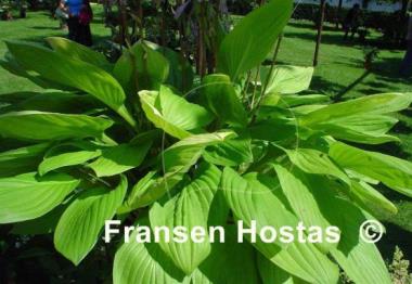 Hosta Blackfoot