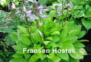 Hosta Blackfoot