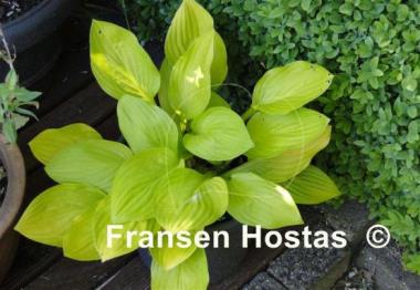 Hosta Blackfoot