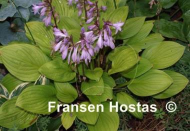 Hosta Blackfoot