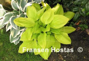 Hosta Blackfoot