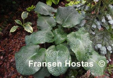 Hosta Blackjack