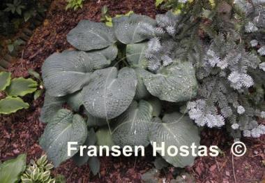 Hosta Blackjack