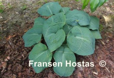 Hosta Blackjack