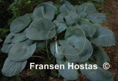 Hosta Blackjack