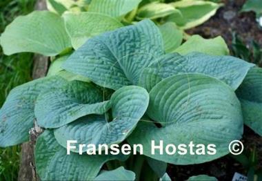 Hosta Blackjack