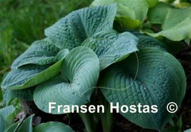 Hosta Blackjack