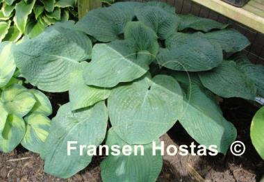 Hosta Blackjack