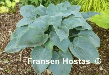 Hosta Blaue Venus