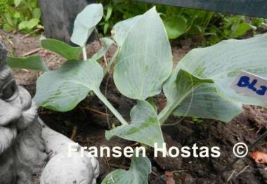 Hosta Blaue Venus