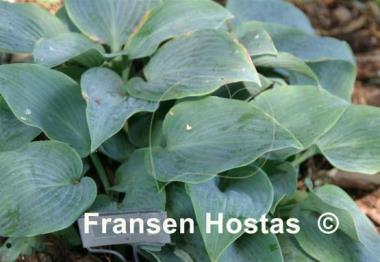 Hosta Blaue Venus