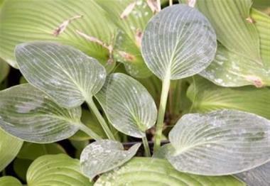 Hosta Blaue Wolke