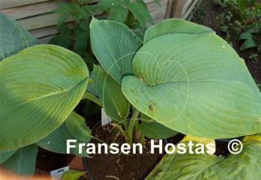 Hosta Blaues Boot
