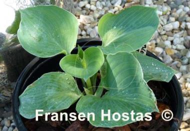 Hosta Blauglut