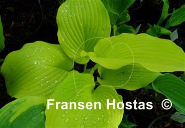 Hosta Blaze of Glory