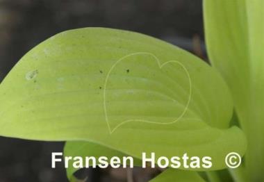 Hosta Blaze of Glory