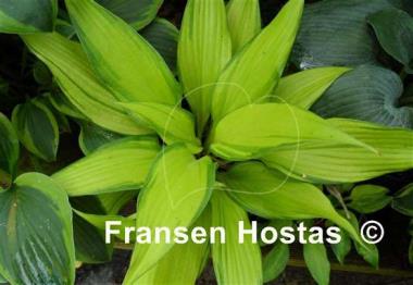 Hosta Blazing Hot