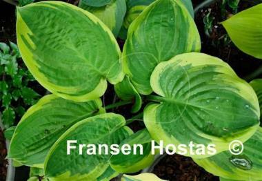 Hosta Blazing Saddles