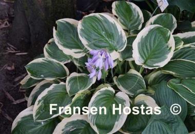 Hosta Blazing Saddles