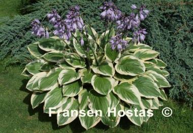 Hosta Blazing Saddles