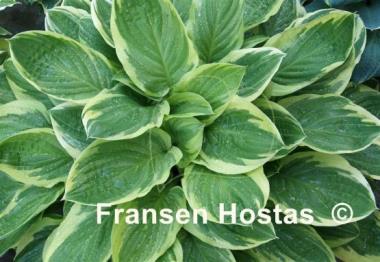 Hosta Blazing Saddles