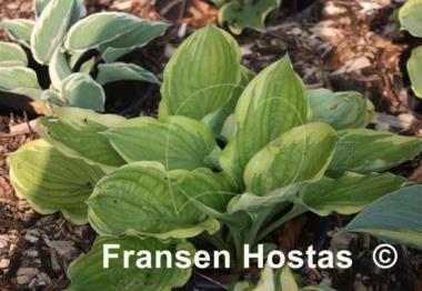 Hosta Blazing Saddles