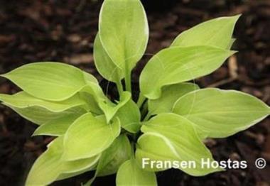 Hosta Blessings