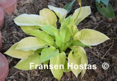 Hosta Blessings