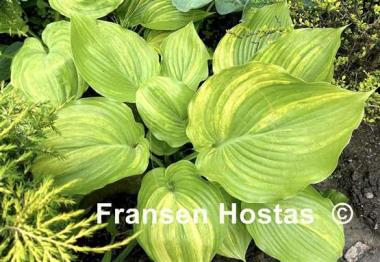Hosta Blizzard