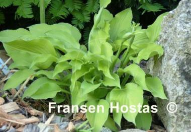 Hosta Blonde Elf