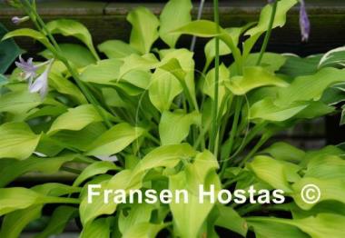 Hosta Blonde Elf
