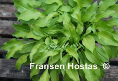 Hosta Blonde Elf
