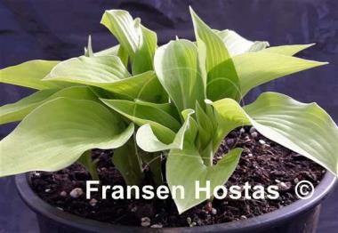 Hosta Blonde Elf