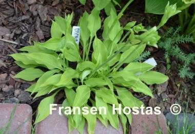 Hosta Blonde Elf
