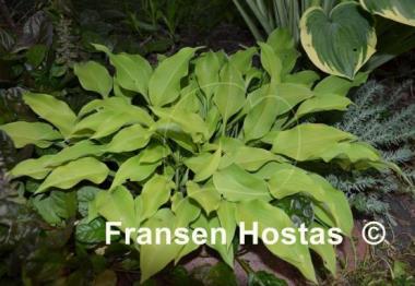 Hosta Blonde Elf