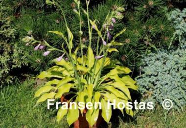 Hosta Blonde Elf