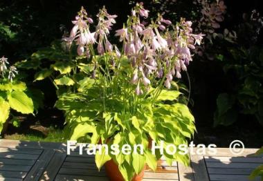 Hosta Blonde Elf