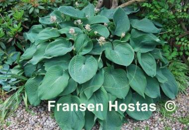 Hosta Blue Angel
