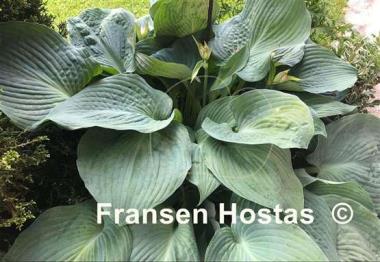 Hosta Blue Angel