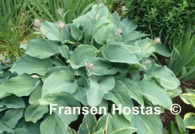 Hosta Blue Angel
