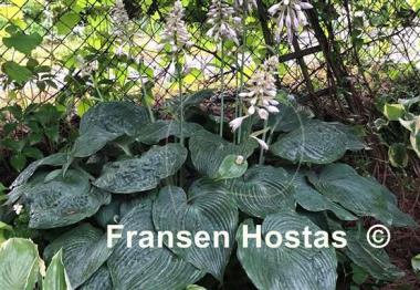 Hosta Blue Angel