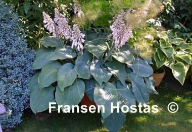Hosta Blue Angel