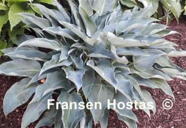 Hosta Blue Arrow