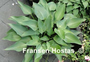 Hosta Blue Arrow